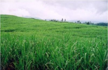 Giải pháp nào để phát triển vùng mía nguyên liệu ở Quảng Ngãi theo hướng bền vững