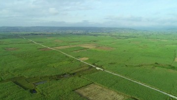 Năm nay lại thêm một mùa mía ngọt với bà con nông dân, khi cây mía vừa được mùa, vừa được giá