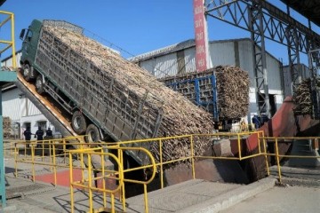 Năng suất mía vùng Đông Gia Lai cao nhất từ trước đến nay