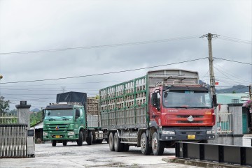 Nhà máy Đường An Khê bước vào vụ mía mới 2022-2023