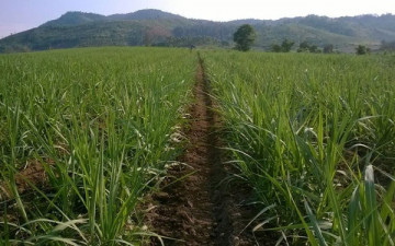 Phát triển vùng nguyên liệu – hướng đi đúng đắn của QNS