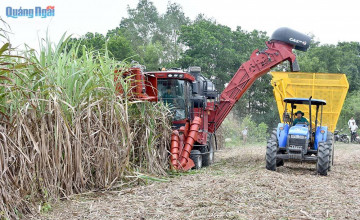 Trình diễn canh tác và thu hoạch mía bằng cơ giới